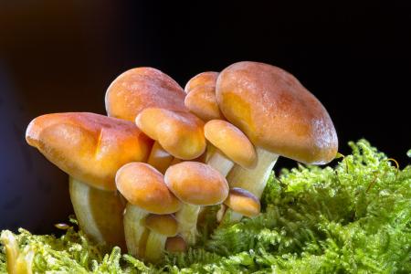 蘑菇家庭生长在绿色的青苔