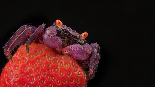 螃蟹在草莓上