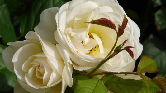花园白玫瑰开花