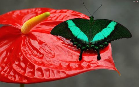 坐在一朵红色的花的美丽的绿色蝴蝶