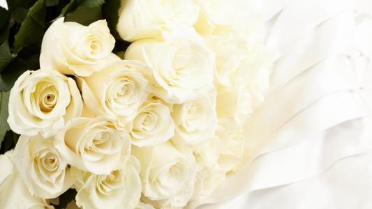 美丽的白玫瑰作为3月8日的礼物