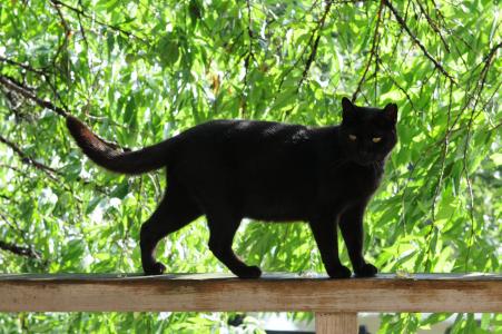 在篱芭下的黑猫在树下