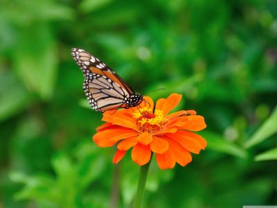 蝴蝶在一朵橙花
