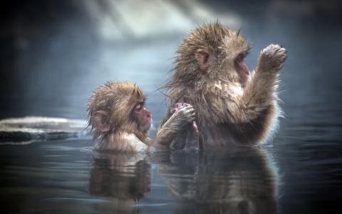 水，日本猕猴