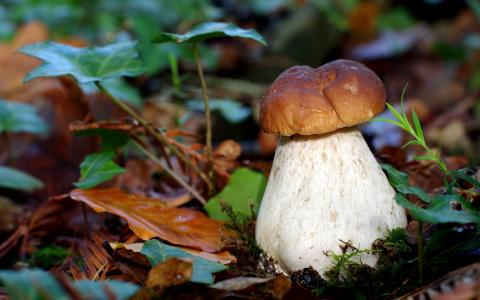 蘑菇Borovik