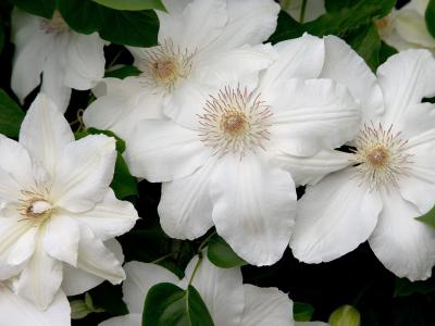 白色的花朵，温柔的花瓣