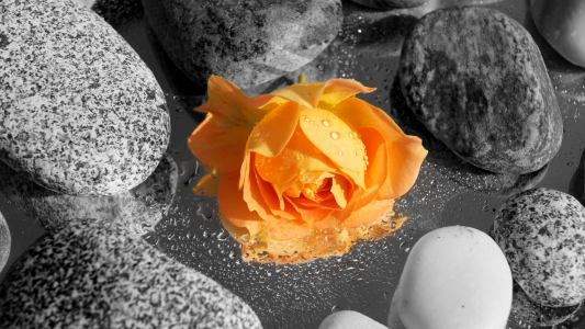 橙色玫瑰在水中的石头之间
