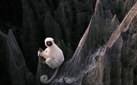 白色的猴子在马达加斯加的岩石上