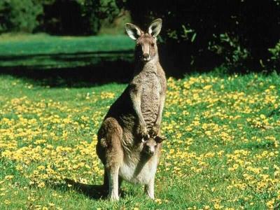 澳大利亚袋鼠与幼崽