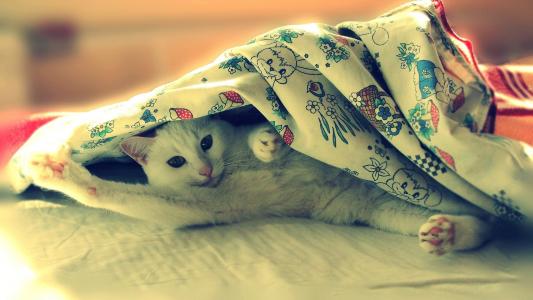 在毯子下面的猫