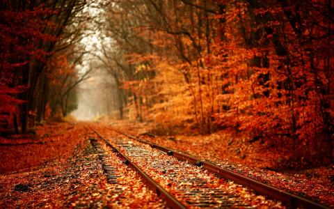 被遗弃的铁轨在秋天的树林