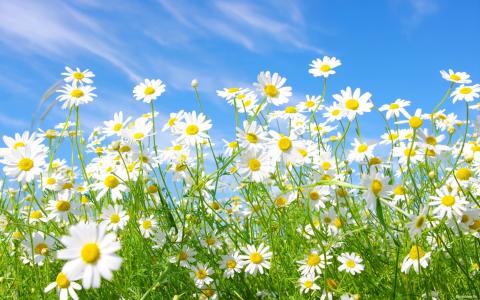 Chamomiles，白色的雏菊，蓝蓝的天空，野花
