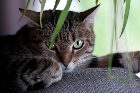 躺在沙发上的绿眼睛的灰色猫