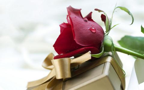 玫瑰和情人节的礼物