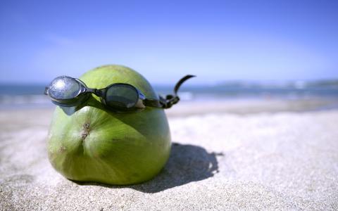 戴着眼镜的椰子在一个夏日
