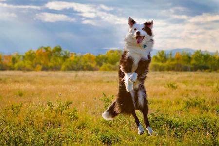 澳大利亚牧羊犬跳跃
