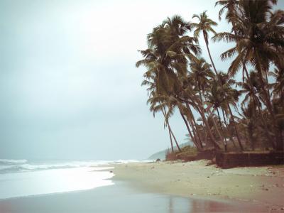 在安朱纳海滩上的高棕榈树