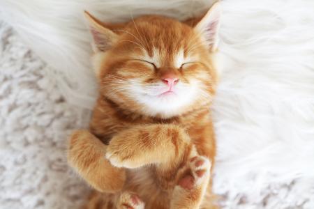 可爱睡着的红发小猫