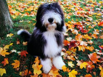 在秋天叶子的短尾小狗