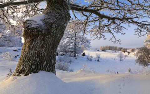 在雪中的厚厚的树