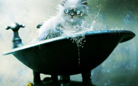 蓝眼睛的猫不开心洗澡