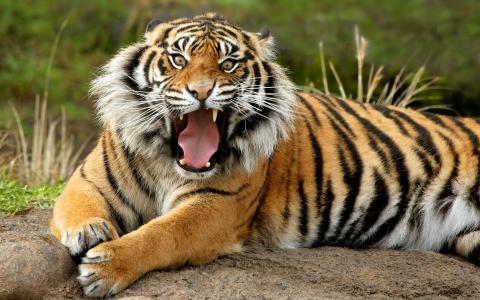 苏门答腊危险的老虎