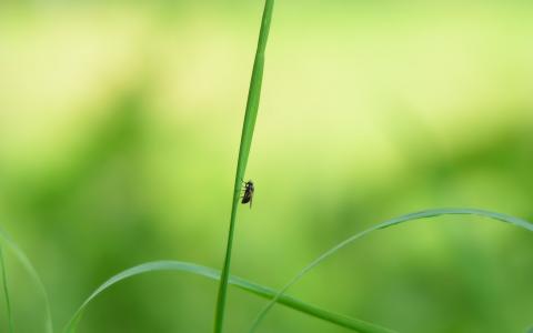 一只苍蝇在草地上