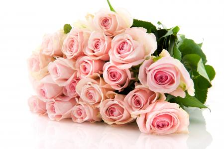 精美的美丽的粉红色玫瑰花束在白色背景上