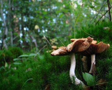 在森林青苔的蘑菇