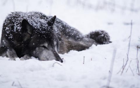 雪中​​的狼
