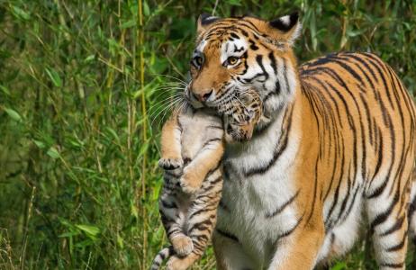 妈妈母老虎在牙齿上带着一只幼崽