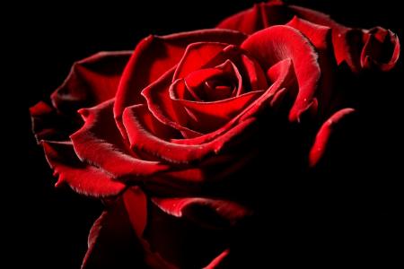 2月14日情人节的瑰丽玫瑰