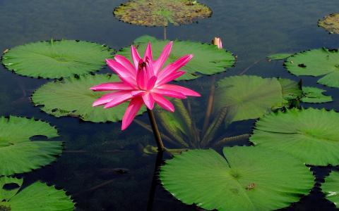 在水面上的粉红色莲花