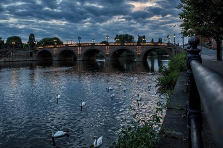 白天鹅在英格兰晚上的桥上游过河里