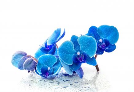 蓝色异国情调的兰花，在白色背景上的水滴