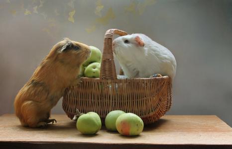 两个豚鼠在一个篮子里用青苹果