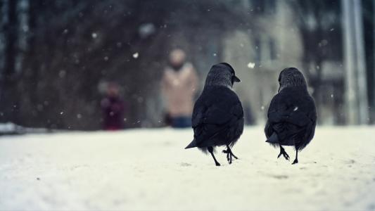 两只乌鸦在雪地里走