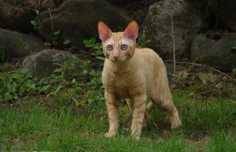 红猫康沃尔雷克斯在草地上
