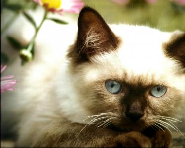 喜马拉雅猫的可爱的小猫