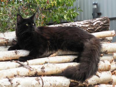 黑色英俊的猫缅因浣熊休息