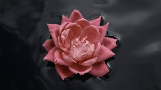 粉红玫瑰在黑色的水中