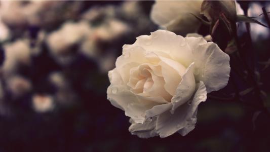 花园里晚上有一朵白玫瑰
