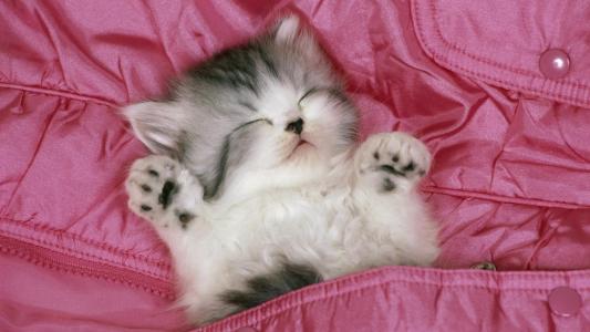 小猫用爪子向上睡觉