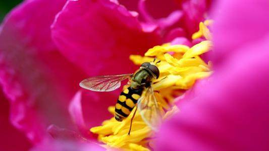 蜜蜂收集粉红色的花里面的花蜜