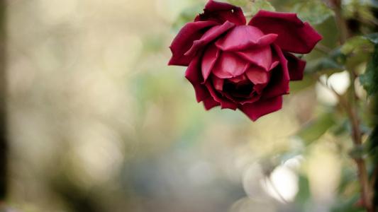美丽的红玫瑰在花园里