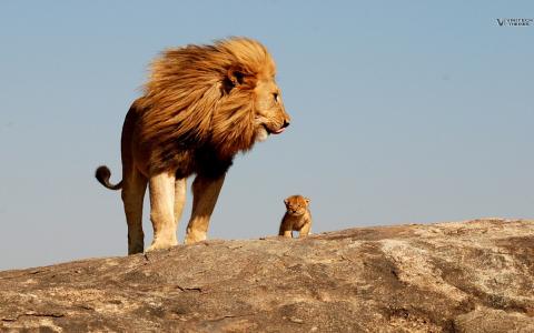狮子，国王，野生动物园，凶猛