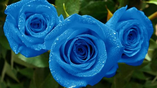 在花园里湿蓝玫瑰