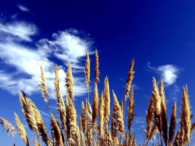 在蓝蓝的天空背景上的草