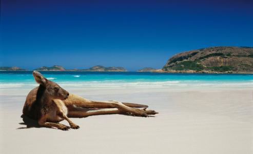 袋鼠躺在沙滩上
