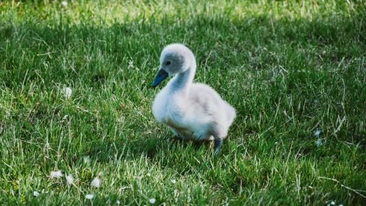 可爱的小天鹅雏鸟在绿色草地上